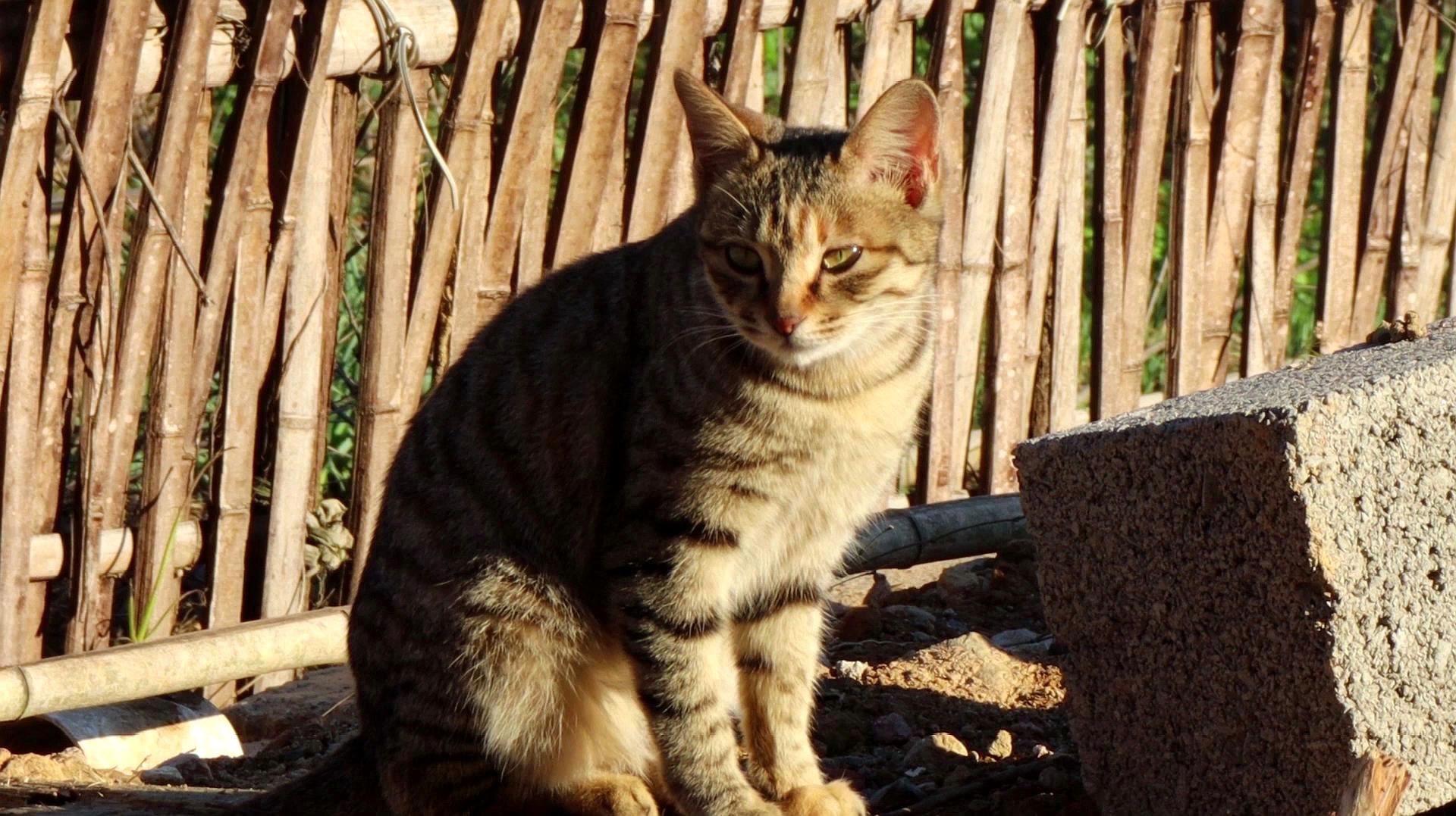 狸花猫爱捉野兔，隔三差五送主人一只兔子，凭实力养活自己