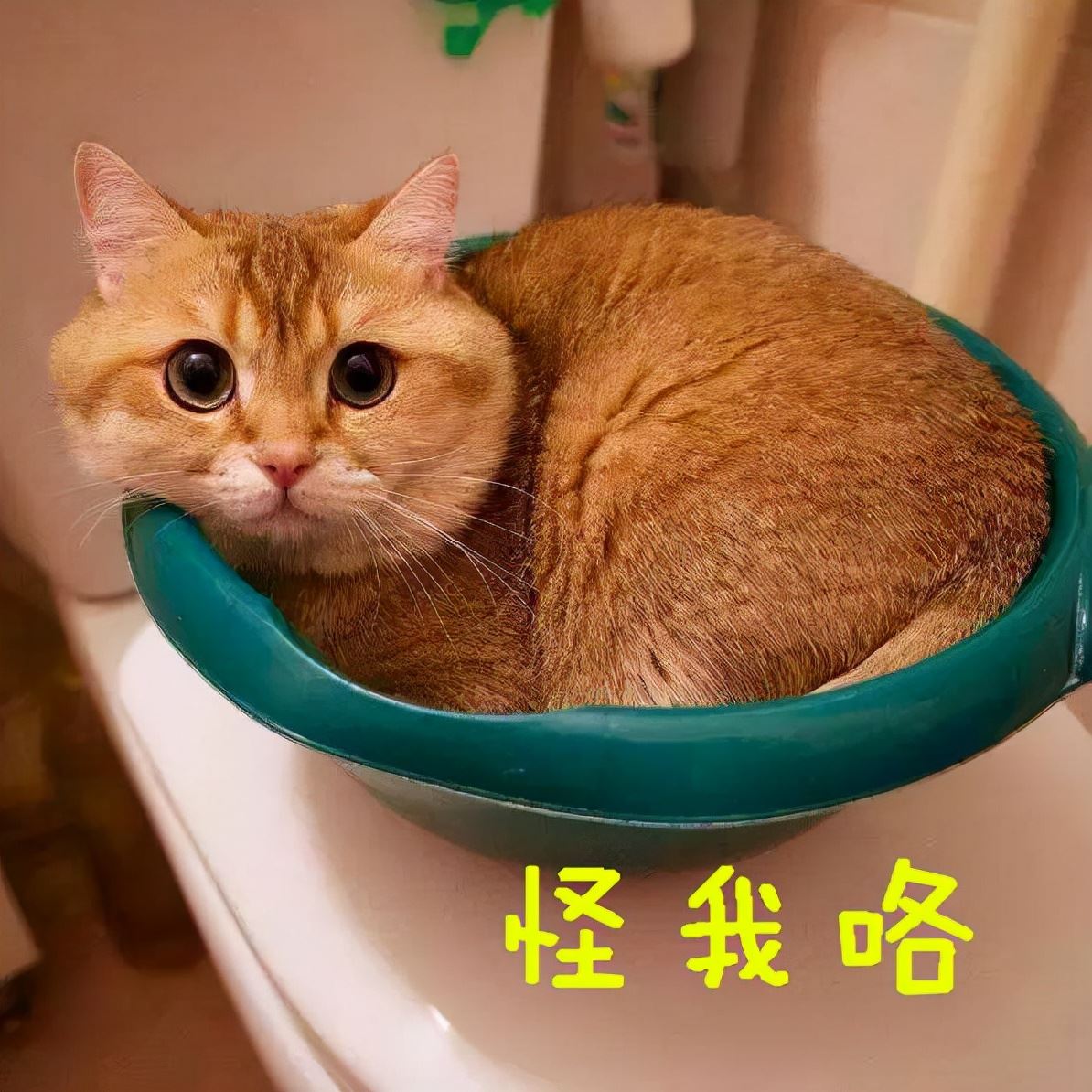 骗我养橘猫的人，你可把我害惨了