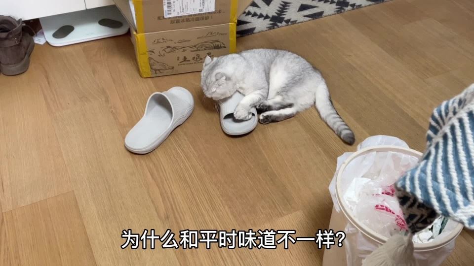 猫咪咬你的臭鞋子，是因为想念你吗？那你就错了