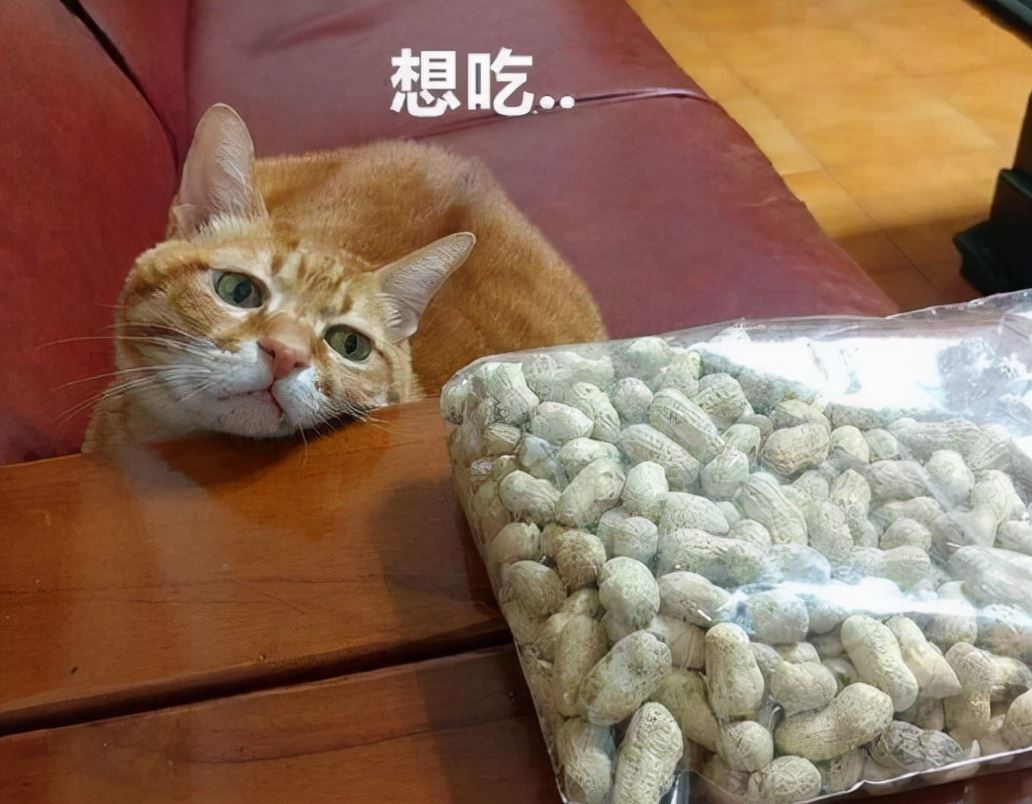 养只“巨能吃的橘猫”是什么体验？网友：你这辈子可能并不想经历