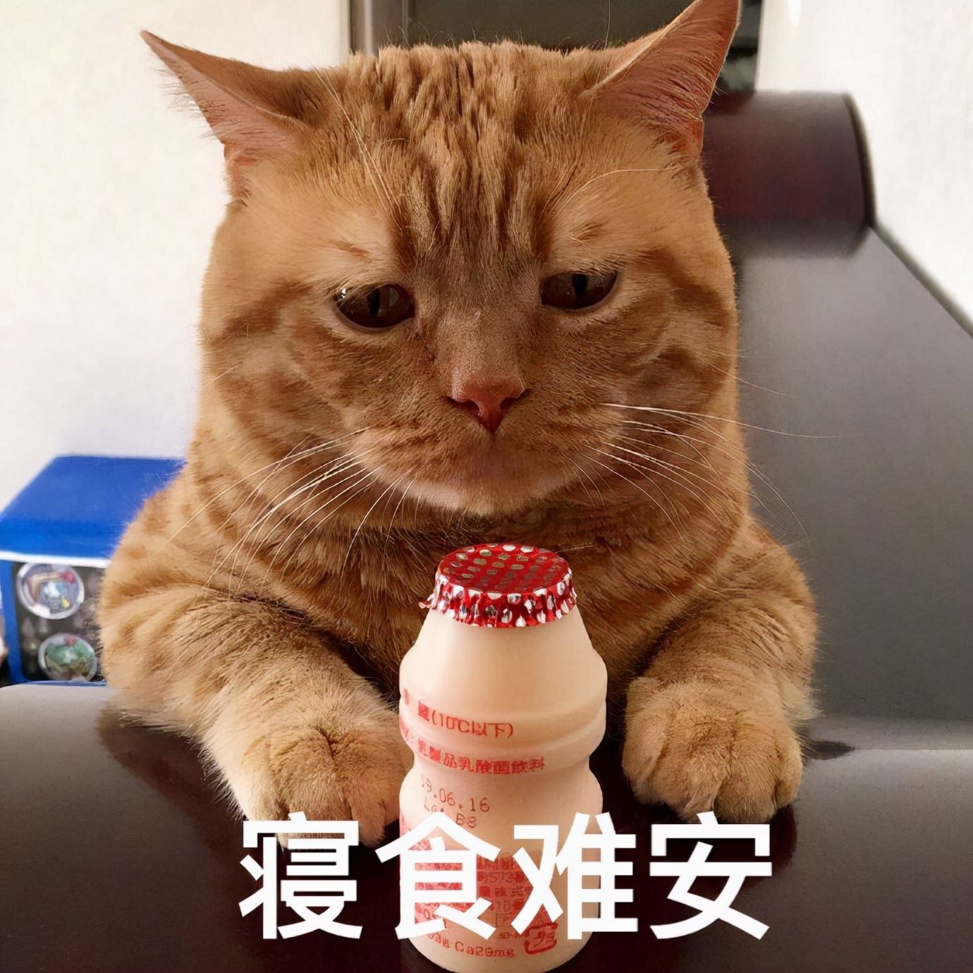 猫界最“忠诚”的3种猫和最“不忠”的3种猫，有你家的吗？