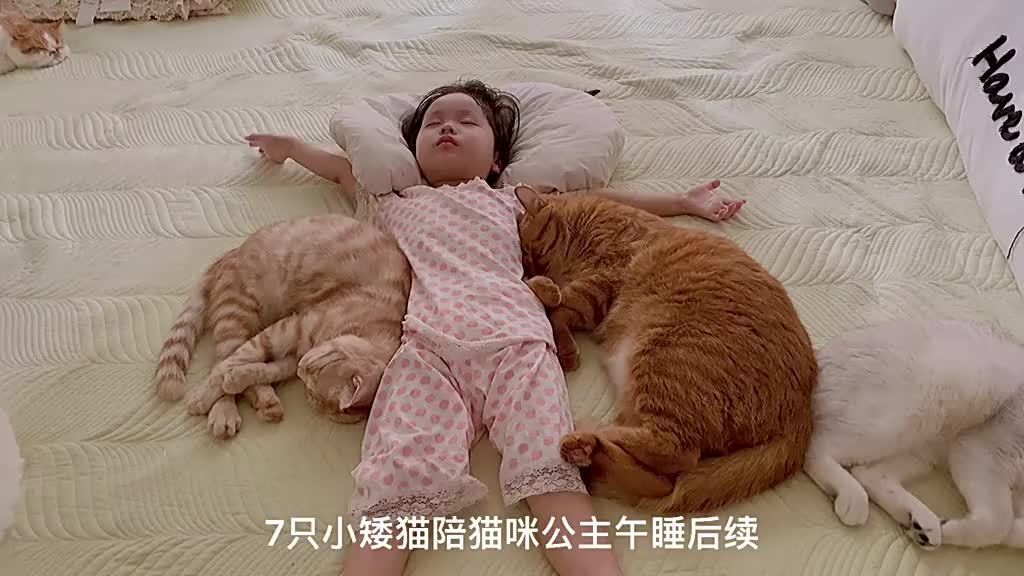 “和猫睡觉”的几大好处，终于知道为什么养猫的人这么多了