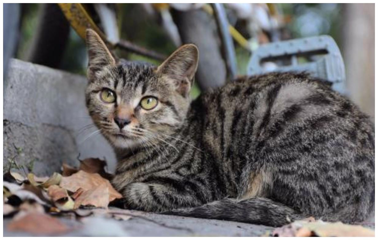 狸花猫爱捉野兔，隔三差五送主人一只兔子，凭实力养活自己