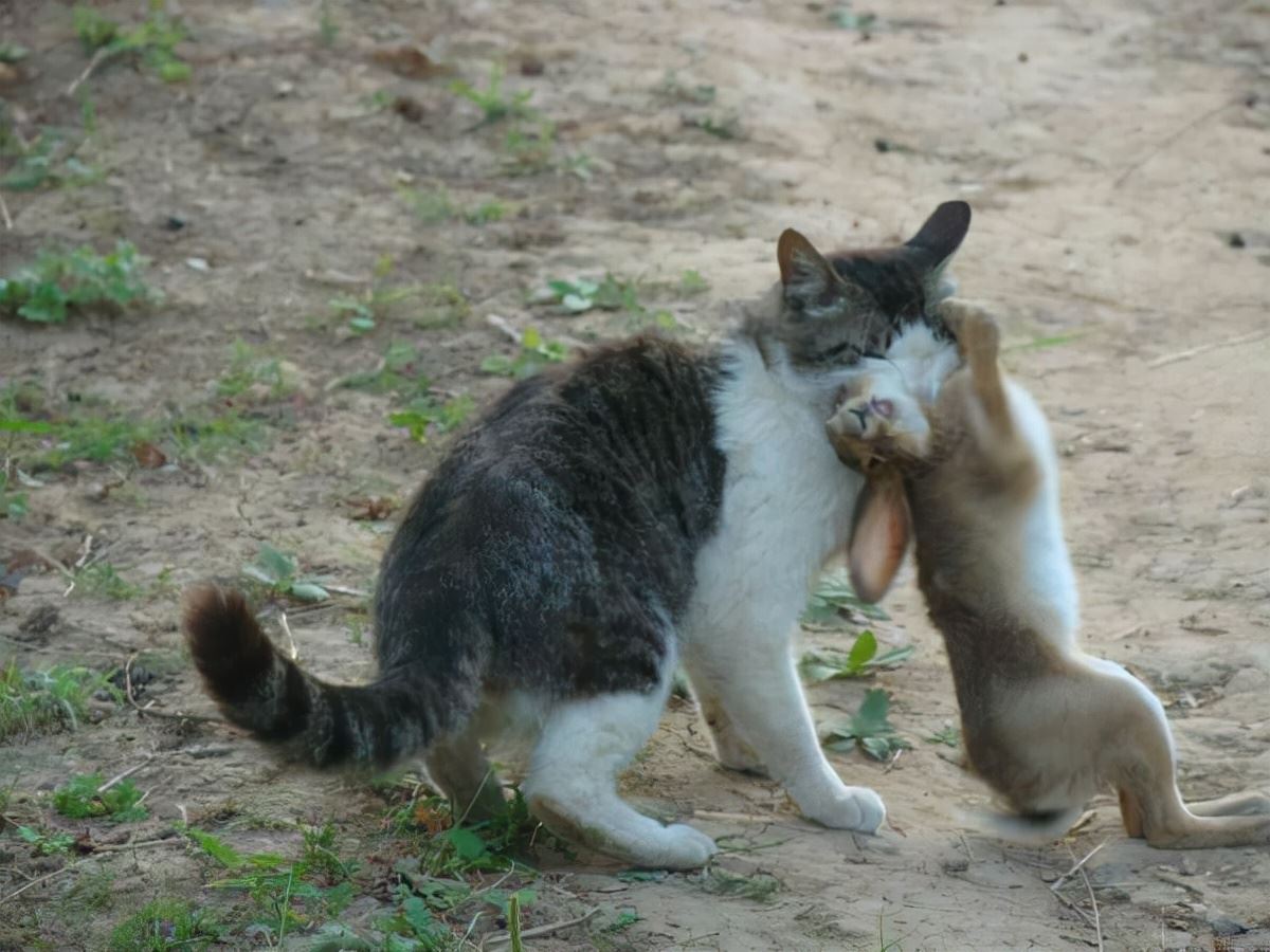 狸花猫爱捉野兔，隔三差五送主人一只兔子，凭实力养活自己