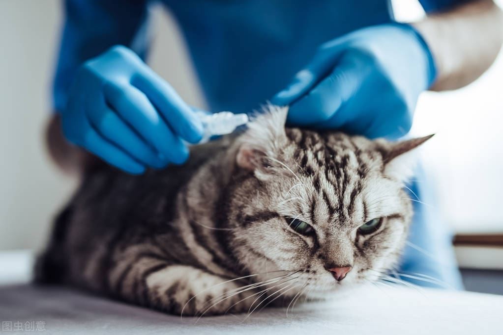 远离宠物医院，养猫必备的几种药品，为毛孩子保驾护航