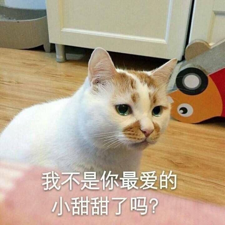 猫咪有这些表现的时候，它已经“离不开”你了