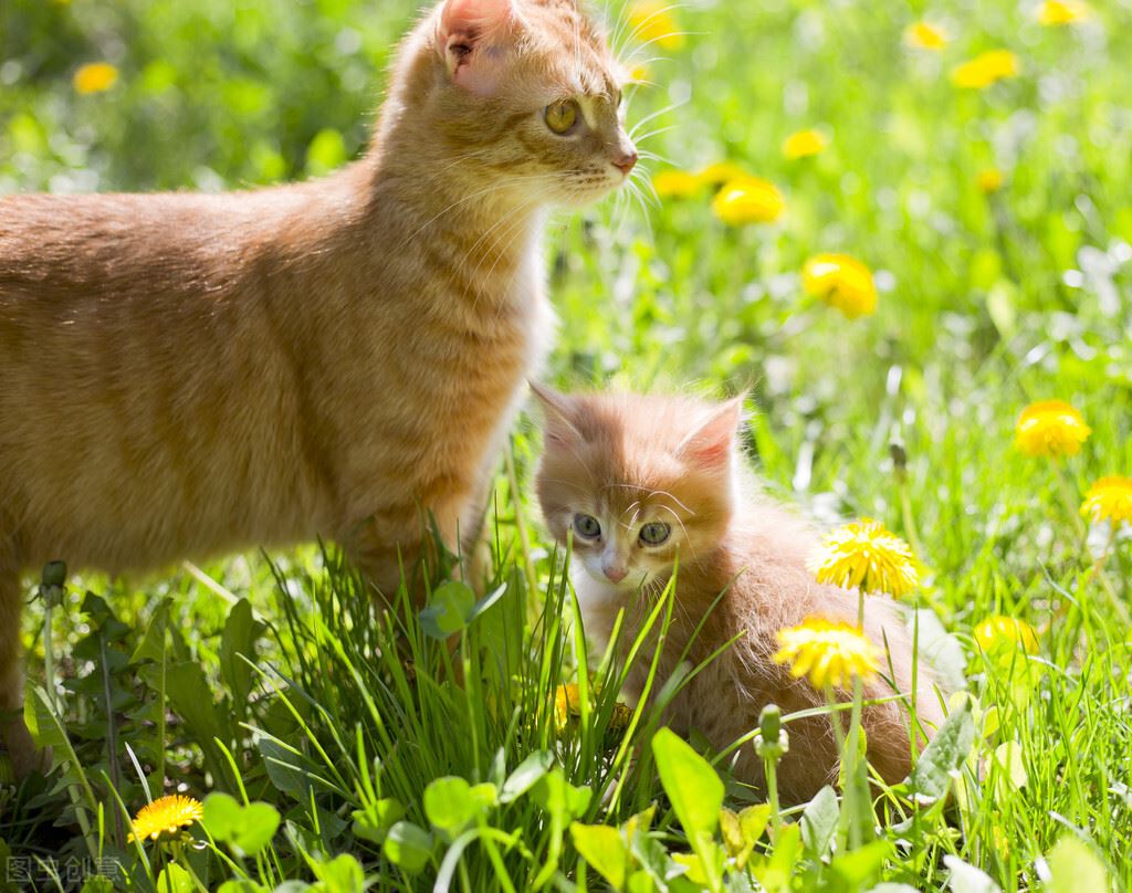 老祖宗挑猫术，记住这7个方法，选到的猫咪不会差