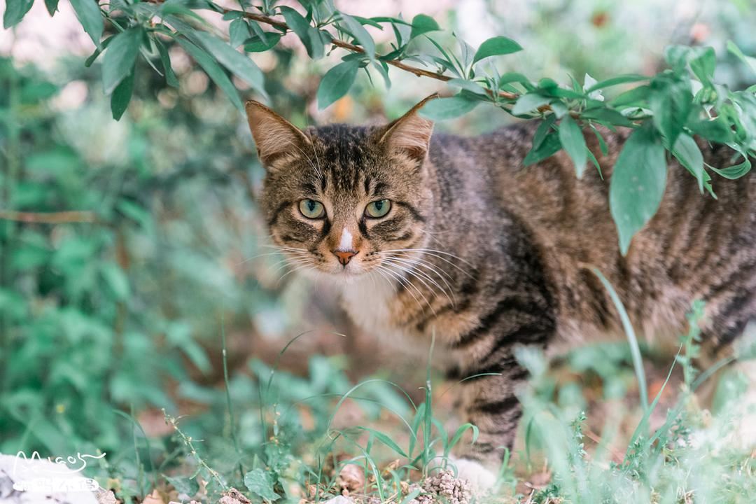 原来养狸花猫，有这些好处，看完我都心动了