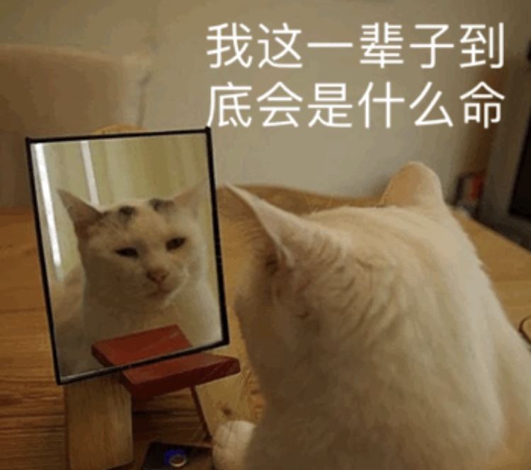 对你足够“信任”的猫，会有这几个表现，你家猫有吗？