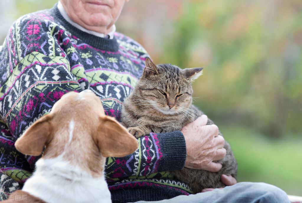 猫咪几岁开始步入老年期？老了该怎么照顾？