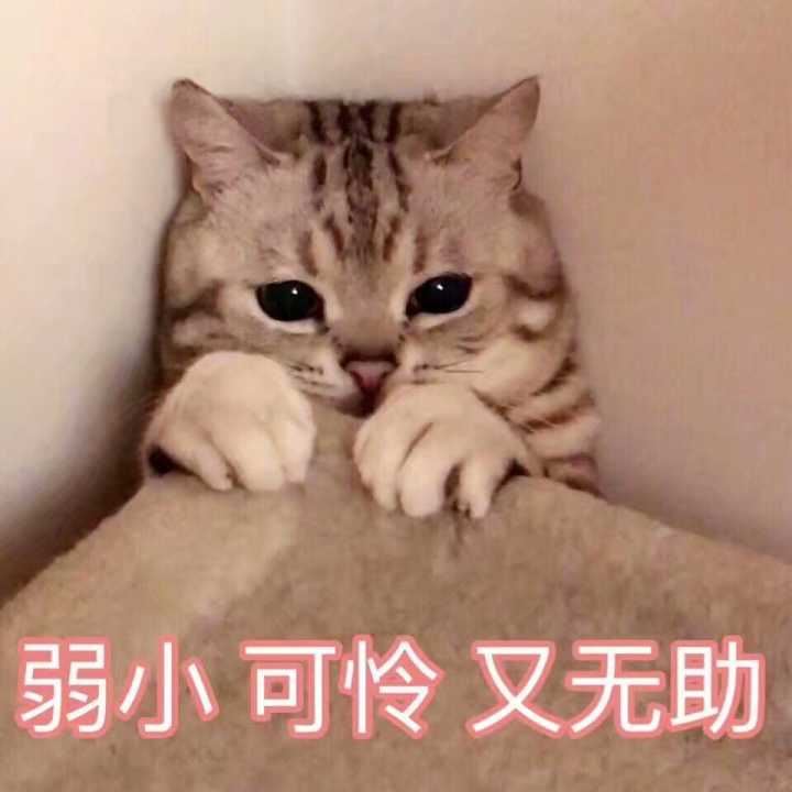 猫咪一生中，最害怕这些东西，很多宠主可能还不知道