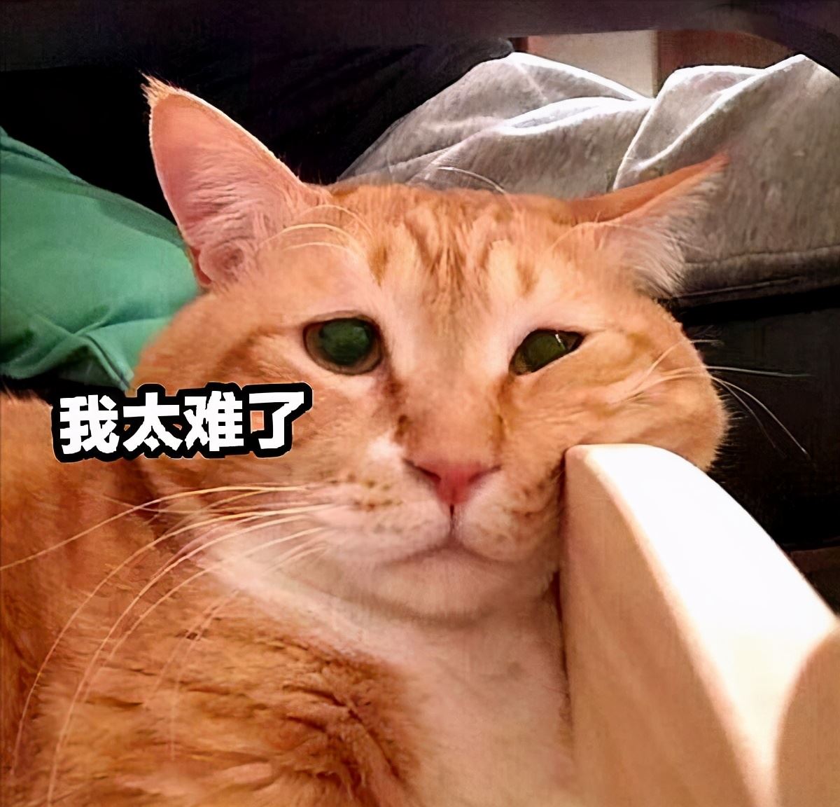 我寻思着猫咪为了凉快能多拼？直到看到了它们