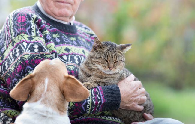 猫在临死前，通常都会做这些事，看完心酸