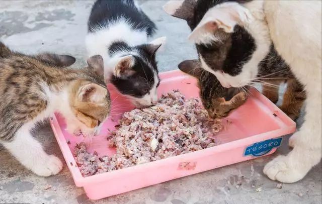 长期给猫咪喂这些食物，它的寿命都会减半