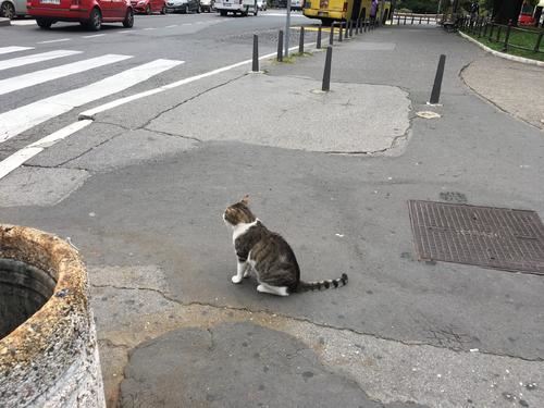 猫咪究竟有多忠诚？看完之后，发现自己养猫没有错