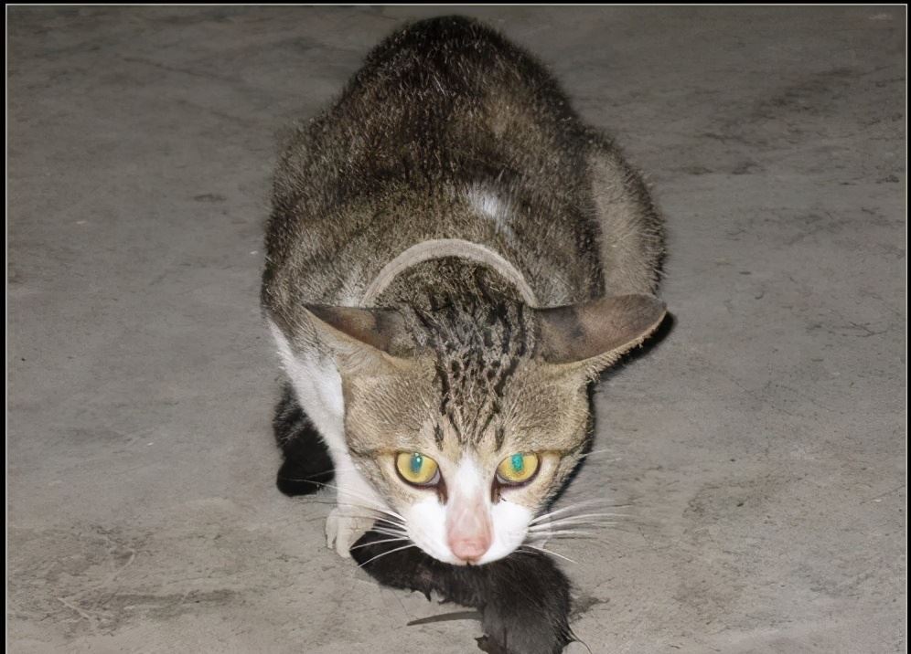 原来养狸花猫，有这些好处，看完我都心动了