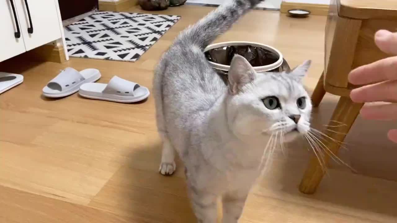 对你足够“信任”的猫，会有这几个表现，你家猫有吗？