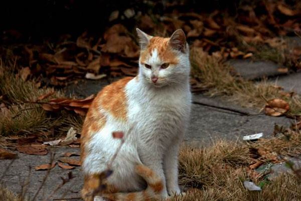 不瞒你说，家养的猫一旦被抛弃，可能几天就没命了