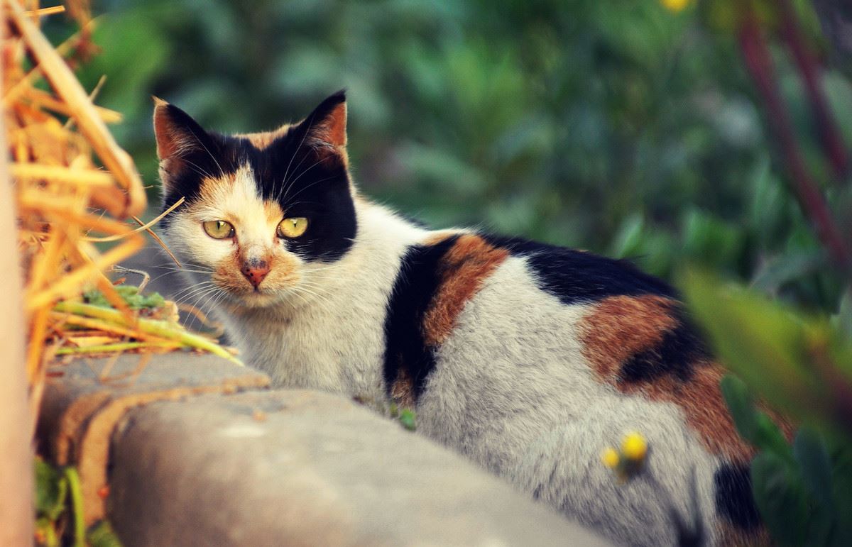 经常忍不住打骂猫咪？看完这篇文章的宠主都流泪了