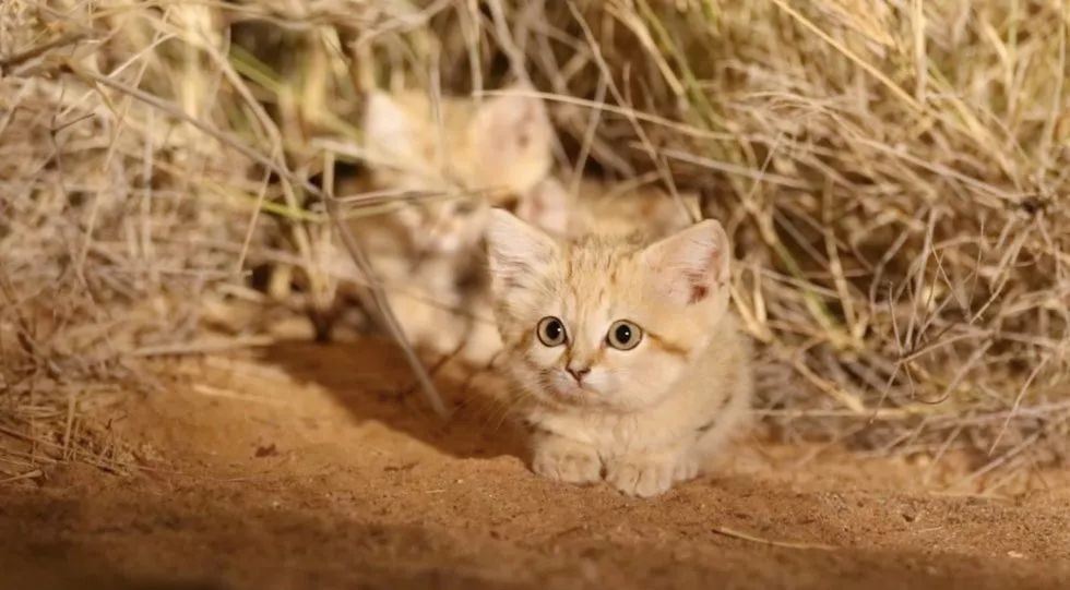 “野猫”不能养的原因，你知道吗？