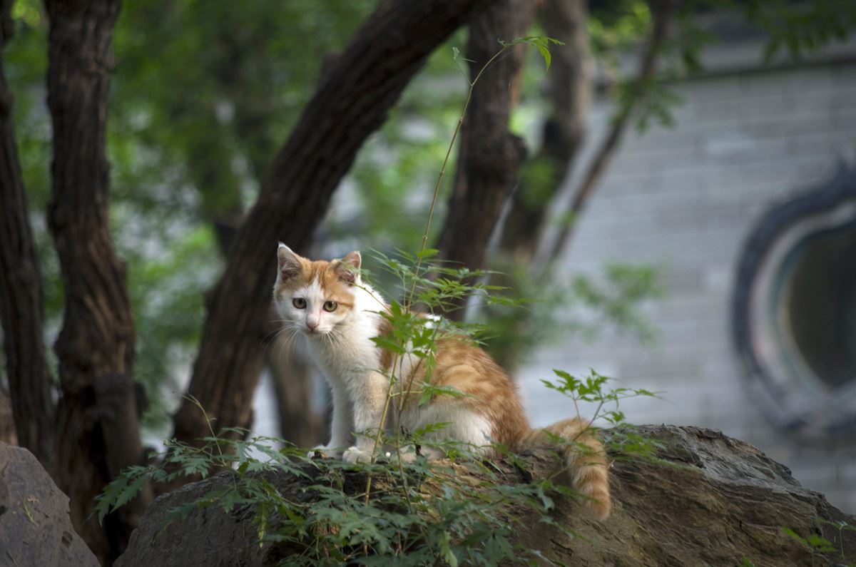 “野猫”不能养的原因，你知道吗？