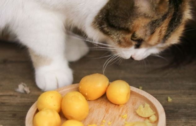 对猫来说是补品的几种“人食”，好吃不贵，没事就喂点吧