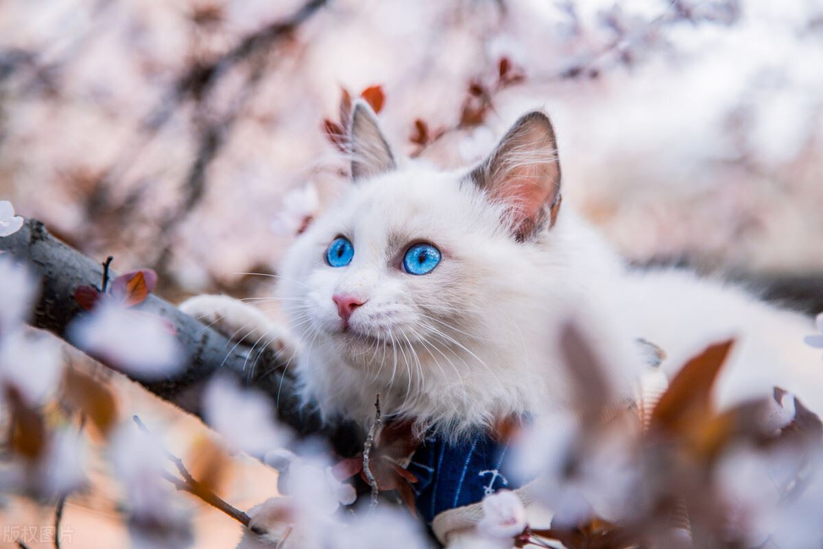 最难“伺候”的几种猫，如果你都养过，那真的太心疼你了