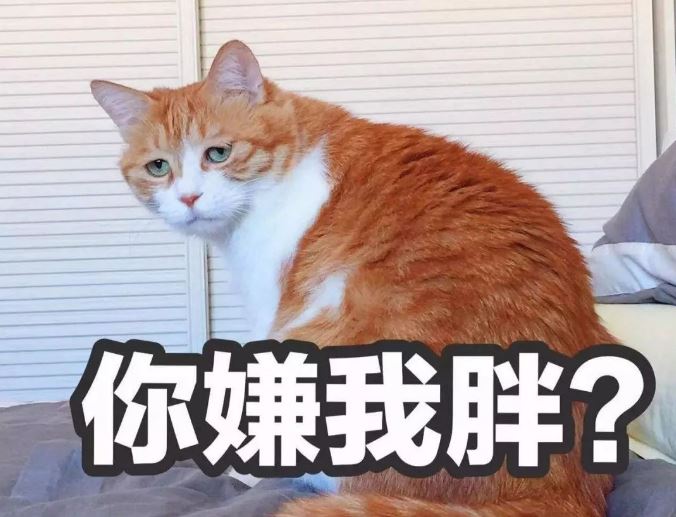 不同体型的猫体重不同，奉上猫咪体重对照表，你家猫超重了吗？