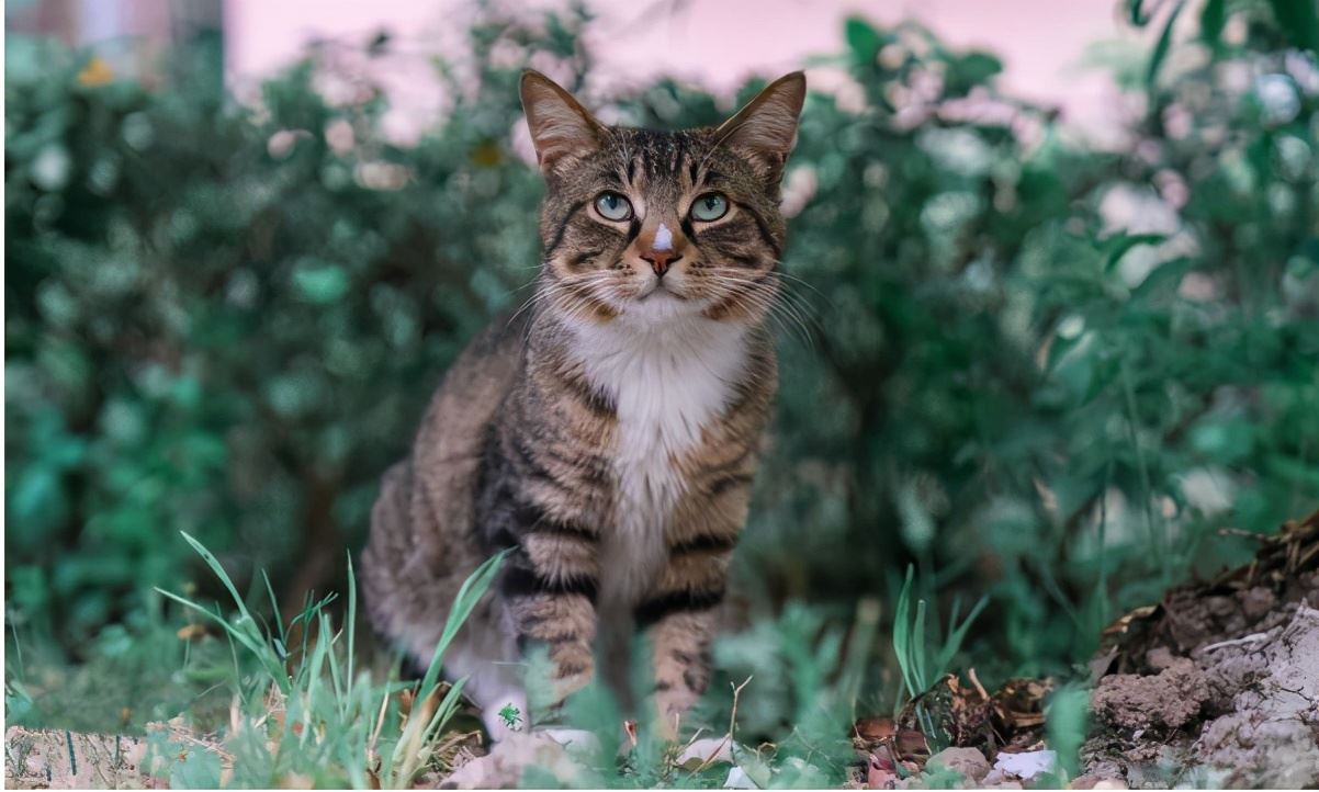 猫咪寿命排行：寿命很短的几种猫，每只都是“短命喵”