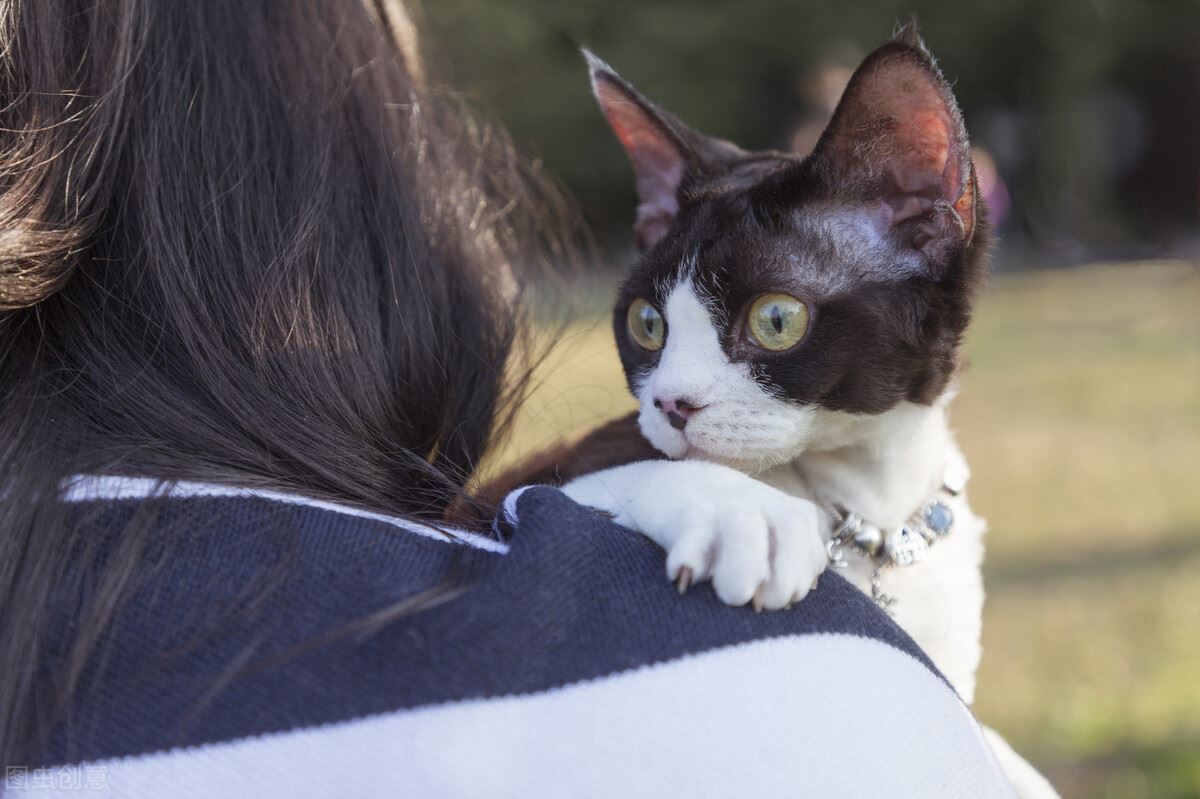 猫咪寿命排行：寿命很短的几种猫，每只都是“短命喵”