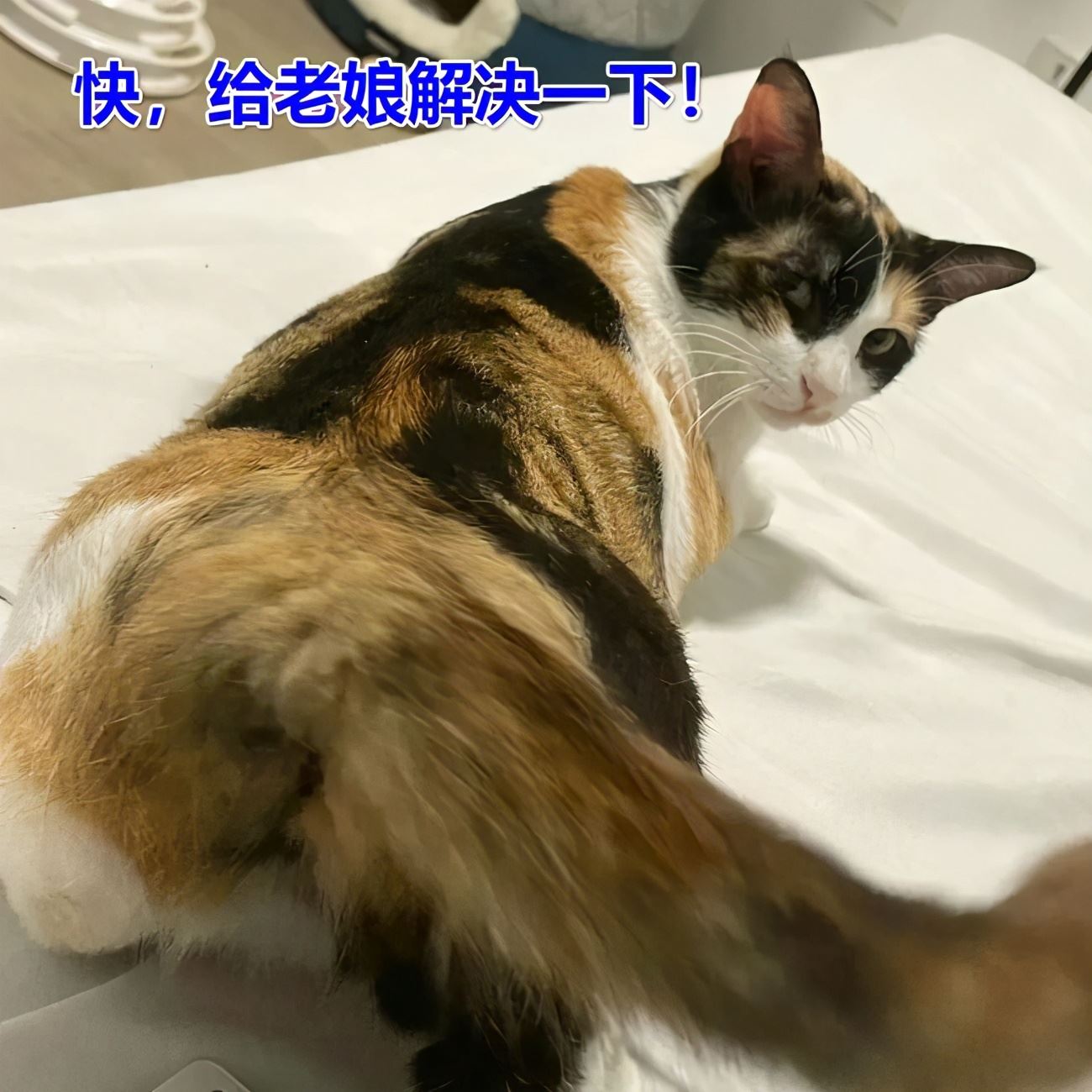 猫咪坐在地上摩擦屁股，是在告诉你这几件事