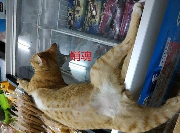 我寻思着猫咪为了凉快能多拼？直到看到了它们