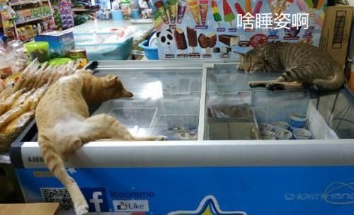 我寻思着猫咪为了凉快能多拼？直到看到了它们