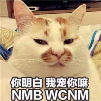 有这些特征的猫，是真的忠诚于你，主人别不明白