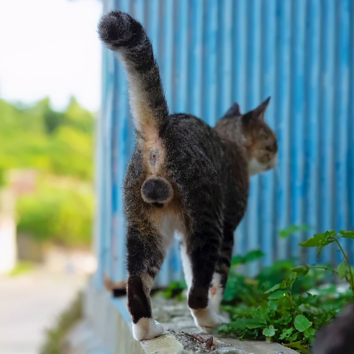 猫咪的蛋蛋居然可以那么可爱！网友：污了