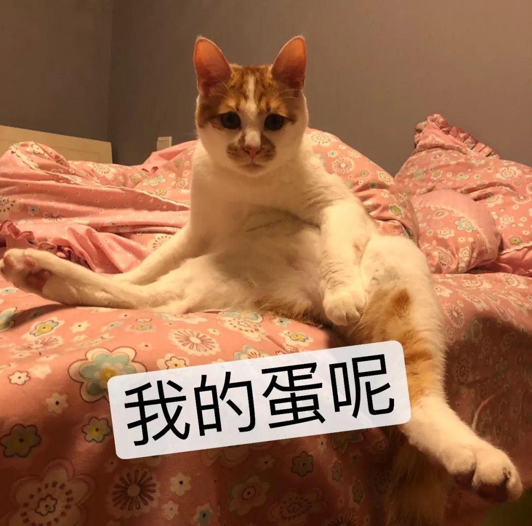 猫咪的蛋蛋居然可以那么可爱！网友：污了