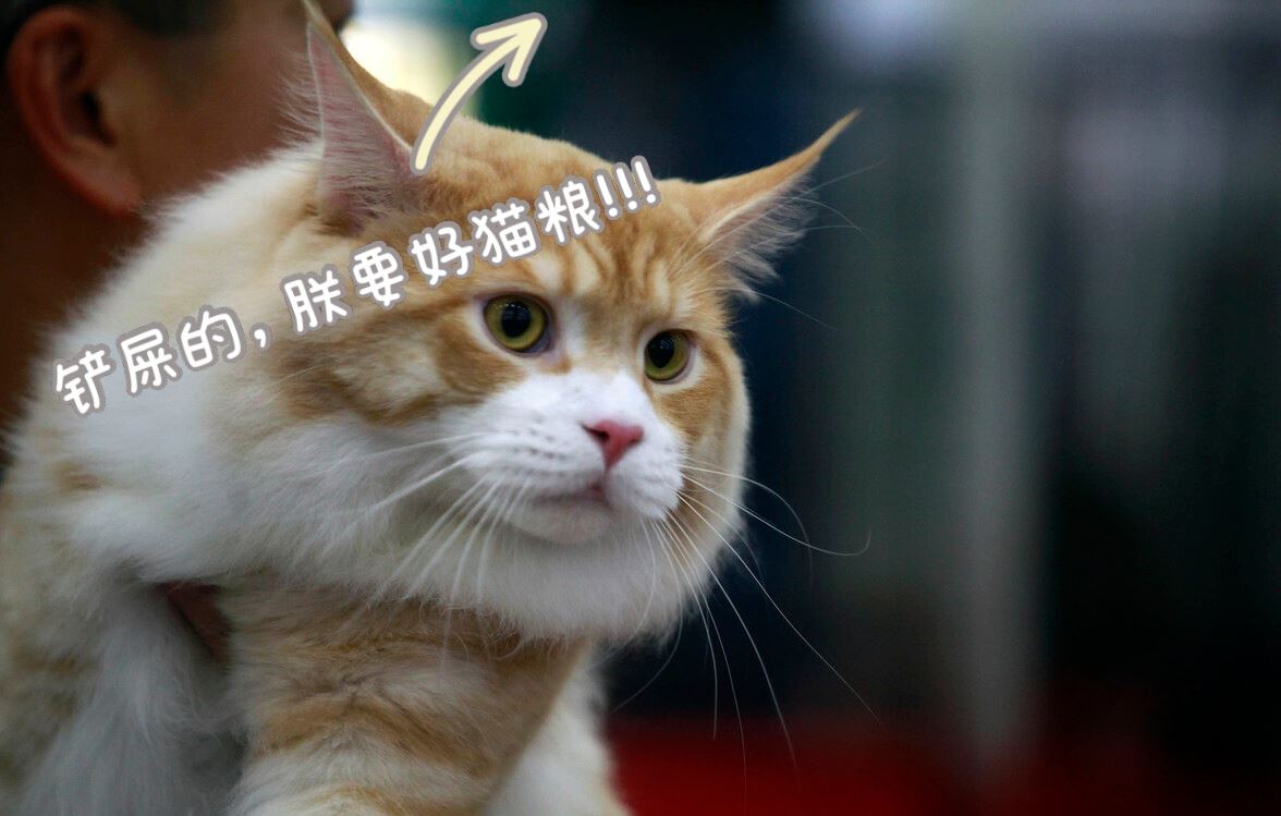 猫咪生病前，会发出这些“求救信号”，收到能救命