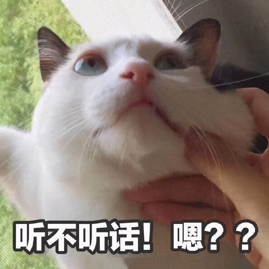 有这些特征的猫，是真的忠诚于你，主人别不明白