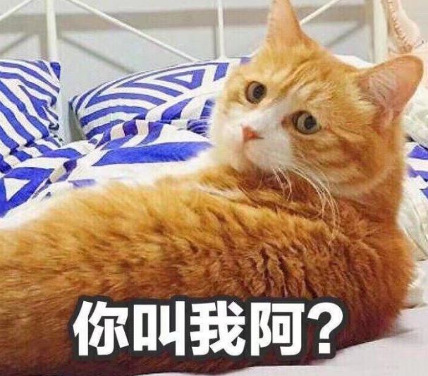 猫咪喜欢看窗外，原来好处这么多，宠主别傻傻不知道