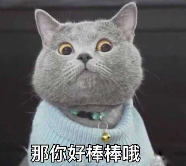 猫咪喜欢看窗外，原来好处这么多，宠主别傻傻不知道