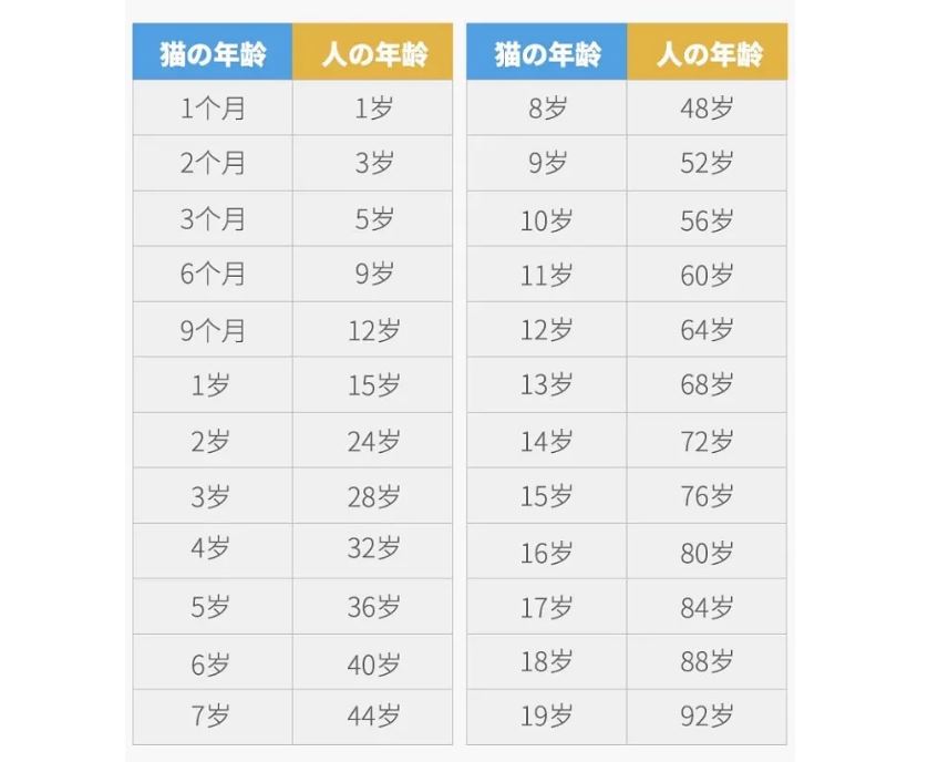 猫咪1岁=人类几岁？附上最新年龄对照表