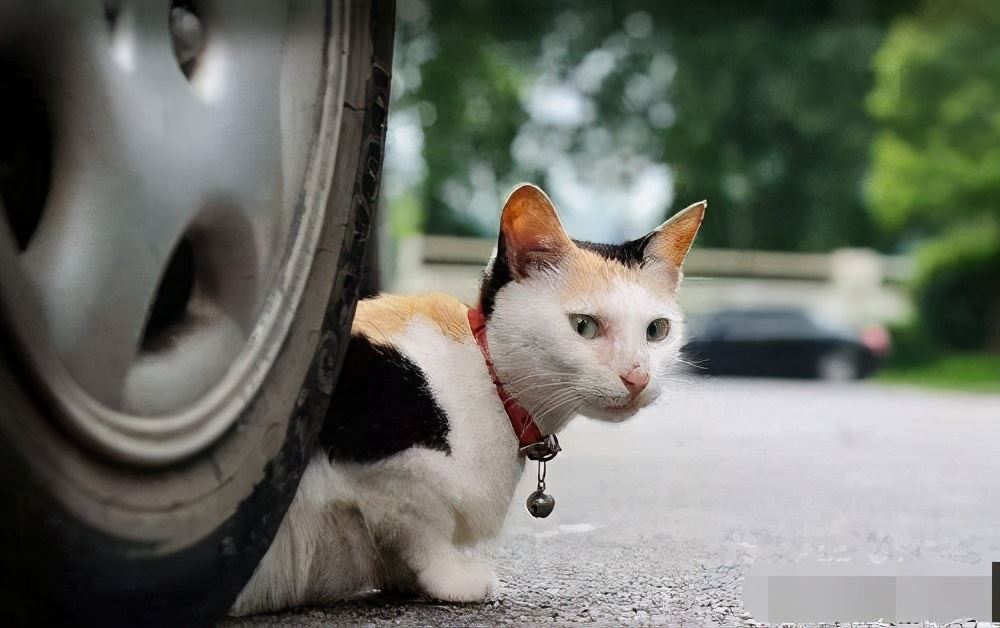 猫咪常见的“死因”，有些猫咪还没老，就已经死了