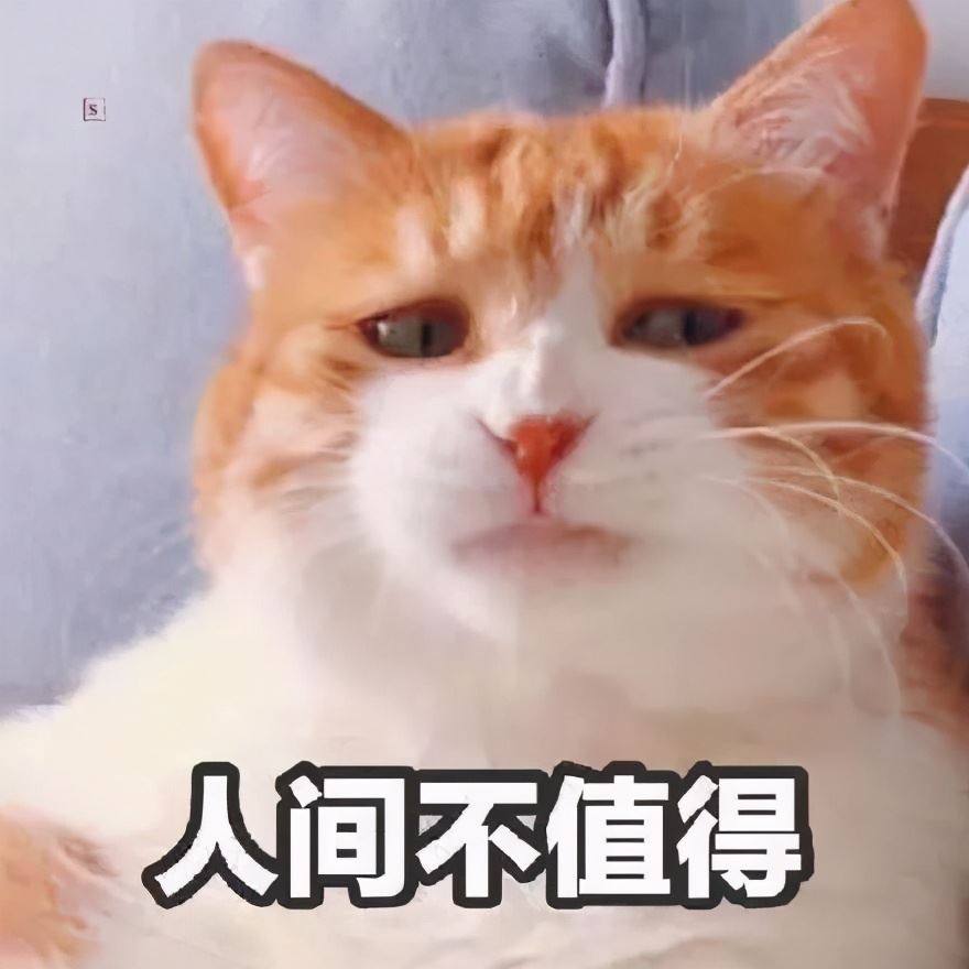 主人这几个小动作，会让猫咪非常难过