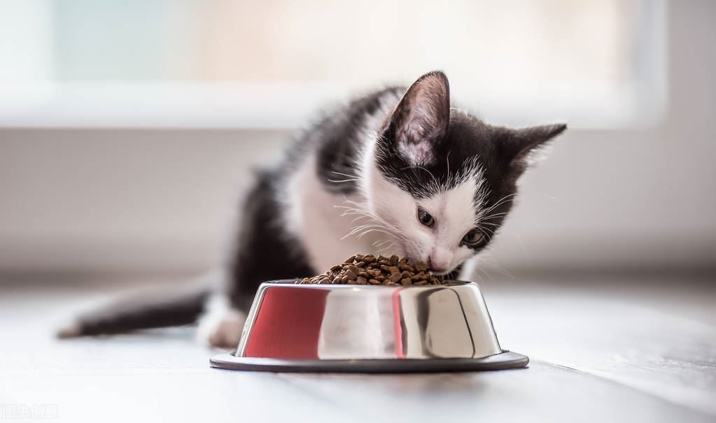 “烂胃王”被揪出！这几种食物长期喂猫，可能致死