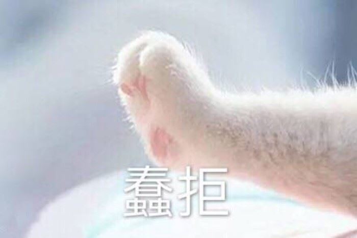 在猫咪眼中，主人摸它的爪子，代表这几种意思