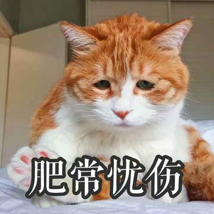 有这些特征的猫咪，肯定要比别人的猫多活几年