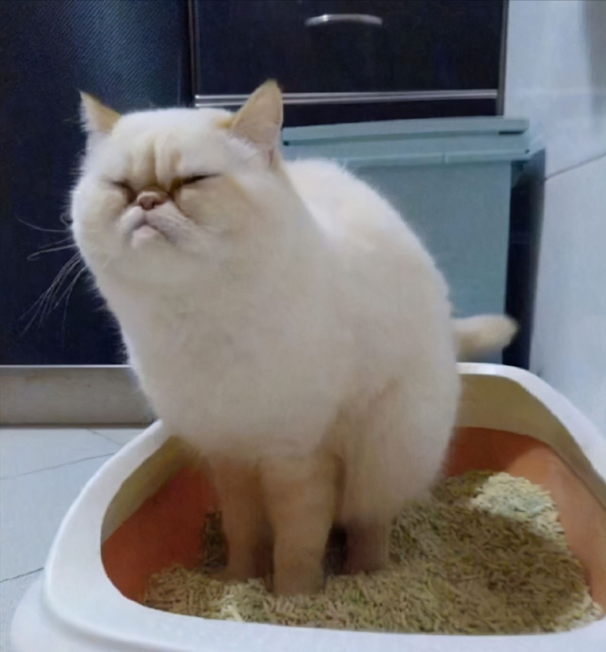 有这些特征的猫咪，肯定要比别人的猫多活几年