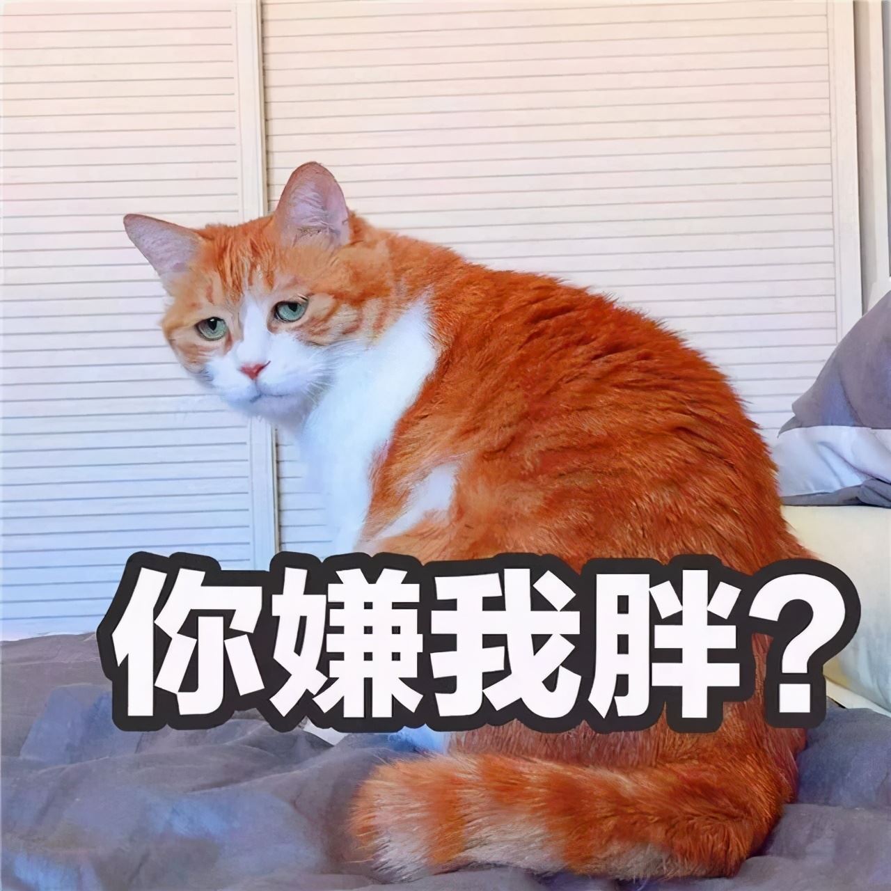 有这6个“特征”的橘猫，恭喜你，它真的很爱你