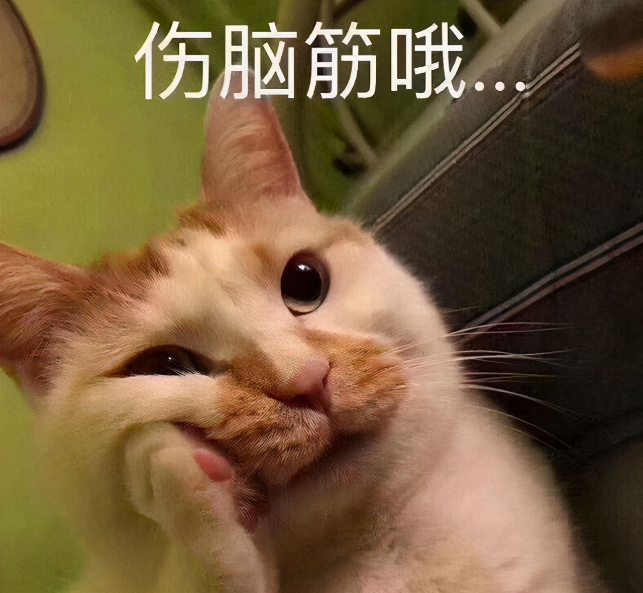 最爱掉毛的3种猫，和不掉毛的3种猫，你养对了吗？