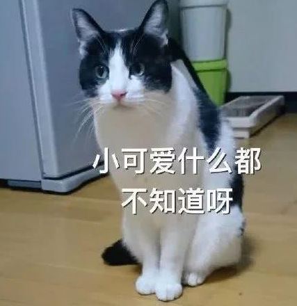 养猫不拆家？这是我这辈子听过的最大谎言